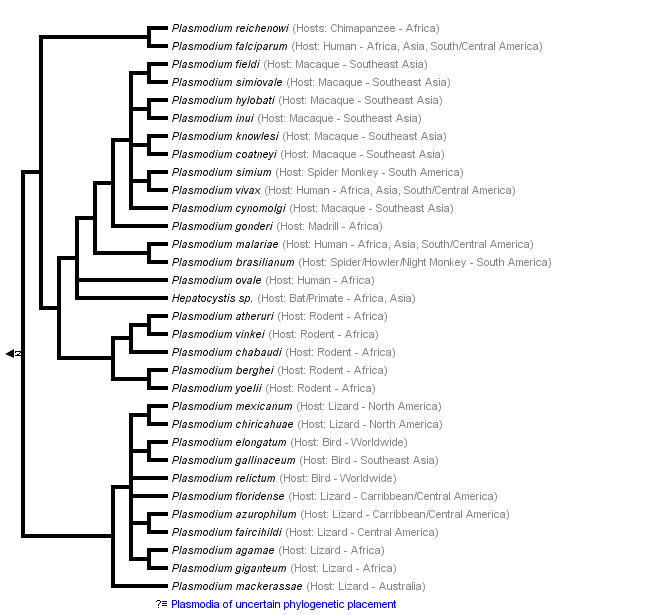 Phylogeny based on Escalante et al., 1995; Perkins and Schall, 2002; Vargas-Serrato et al., 2003; Martinsen et al., 2008 (From Tree of Life Web Project)