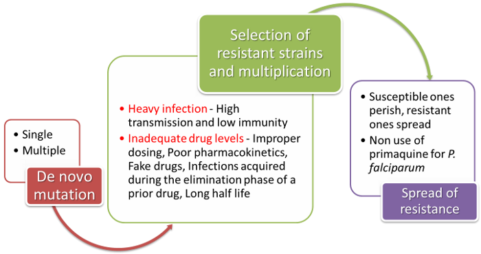 Chloroquine resistant bacteria dissertation