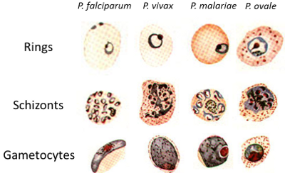 Microscopic Tests – Malaria Site